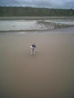 peaceholm at cromer - B&B Cromer