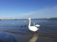 Apartament Chopina 5 m5 - Centrum Sopotu 3 min do Monciaka - Chambres d’hôtes Sopot