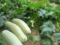 Apartment Ivan-Experience 3 Bedrooms - B&B Ljubuški