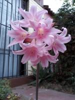 Hostal Los Nogales - B&B Coquimbo