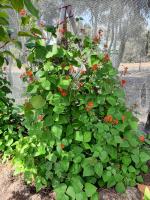 Spring Beach Garden Retreat - Chambres d’hôtes Spring Beach