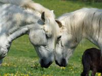 Gefildehof Göpel - Ferienwohnung Eisenach