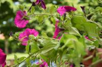 appartamento Nonna Mary - B&B San Piero a Sieve