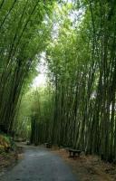 Riley Ming Xuan B&B - B&B Meishan