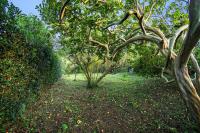 Casa com Quinta Tradicional - Ferienwohnung Pico da Pedra