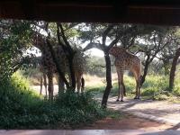 Marloth Wild Fig Studio - B&B