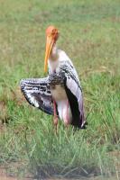 The Daddy's House - B&B Matara