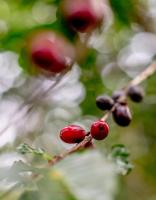 Villa mit Gartenblick