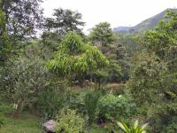 Hacienda Guayabal - B&B