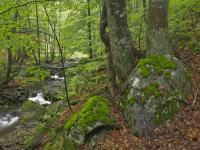 Cabana Andra & Gasthaus Wallner - B&B Semenic