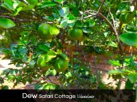 Dew Safari Cottage - B&B