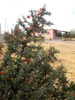 APA Las Condalias - B&B Puerto Madryn