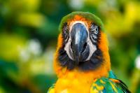 Lodge Coco - Chambres d’hôtes Deshaies