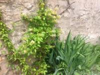 La petite maison - Chambres d’hôtes Gasny