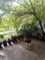 Casablanca villas - B&B