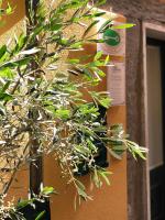 La Polena Camere Vernazza - Suite vista mare - B&B Vernazza