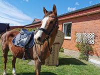 Ferienhof Stobbe - B&B
