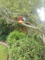 Cabourne Cottage - B&B Hamilton