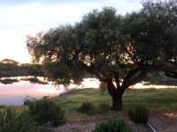Fontes - A essência do Alentejo com lago privado - Ferienwohnung Fontes