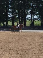 Sassi Talu Horsefarm - B&B