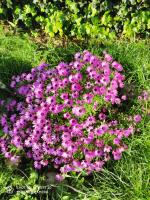 Tu Casa de Pueblo - B&B La Iglesuela del Tiétar