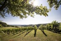 Weingarten & Appartement Auszeit with private Spa - Bed and Breakfast Söchau