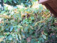 Pousada Biso Finoca Ibiraquera - Ferienwohnung Imbituba