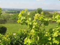 Charmant Gîte 4 étoiles avec piscine - B&B Birac-sur-Trec