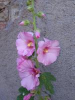 Appartement - Vue sur Piscine 
