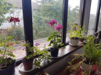 Casa Maria - Bed and Breakfast Jurilovca