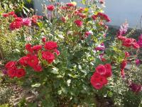 Casa Maria - Bed and Breakfast Jurilovca