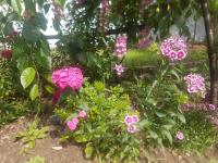 Casa Maria - Bed and Breakfast Jurilovca