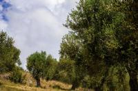 Petrus Cilento Rooms - B&B Marina di Camerota