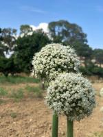 AGRIALMA - B&B