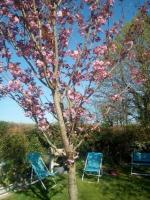 La Maisonnette - animaux acceptés, parking privé, jardin plein sud - B&B Wissant