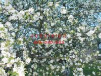 Gosciniec - Bed and Breakfast Kodeń