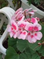 B&B Alle Piscine Verona - B&B Verona