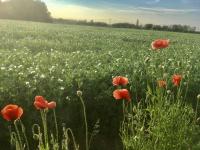 Huis met 1 Slaapkamer