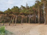 Ošia Ošia VIP apartamentai - B&B Palanga