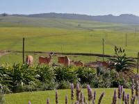 Rouxwil Country House - B&B Caledon