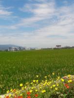 Moon Child Field - B&B Jiaosi