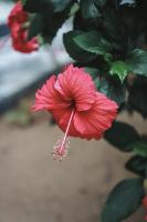 Sunset View Beach Hotel - Chambres d’hôtes Arugam Bay