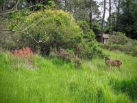 The Quail's Nest Retreat - B&B