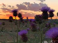 Boutique Wine Resort Colsereno - Bed and Breakfast Montalcino