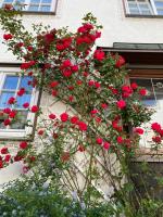 Pension Thilo - Ferienwohnung