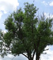 Au Frêne Centenaire - B&B Bras