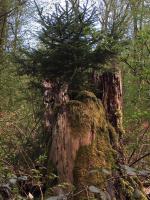Waldnest Odenwald - B&B
