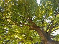 Rustico alla Quercetta - B&B Verona