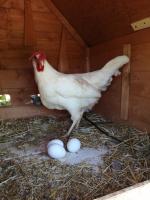 Villa Franchino - B&B Ostuni