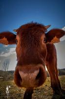 La Masía de Navas - B&B Navas del Pinar